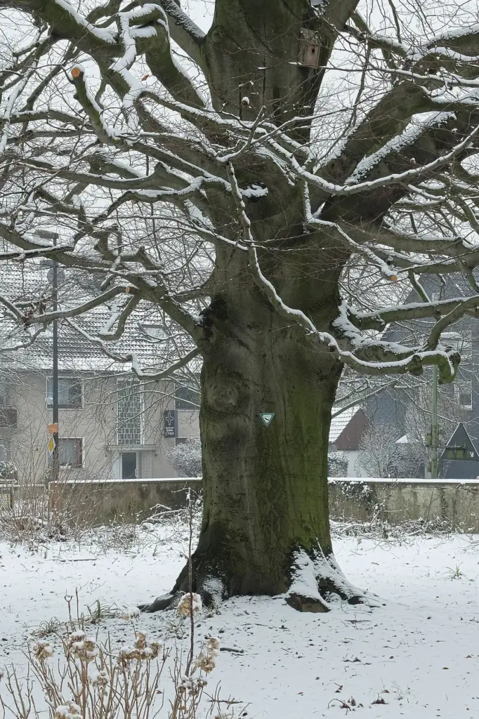 Winterdienst Essen-Haarzopf: Kreuzung und Wohnhäuser im Winter