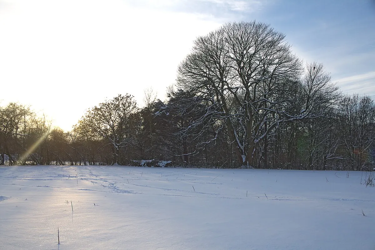Winterdienst Essen-Leithe: Park mit Bergahorn im Winter